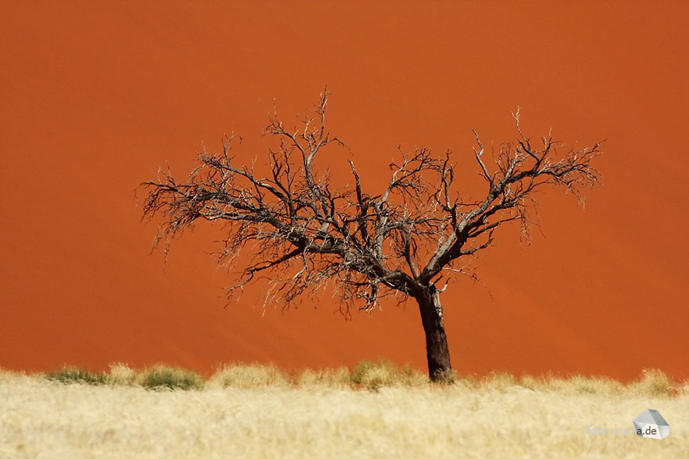 Baum vor rotem Sand