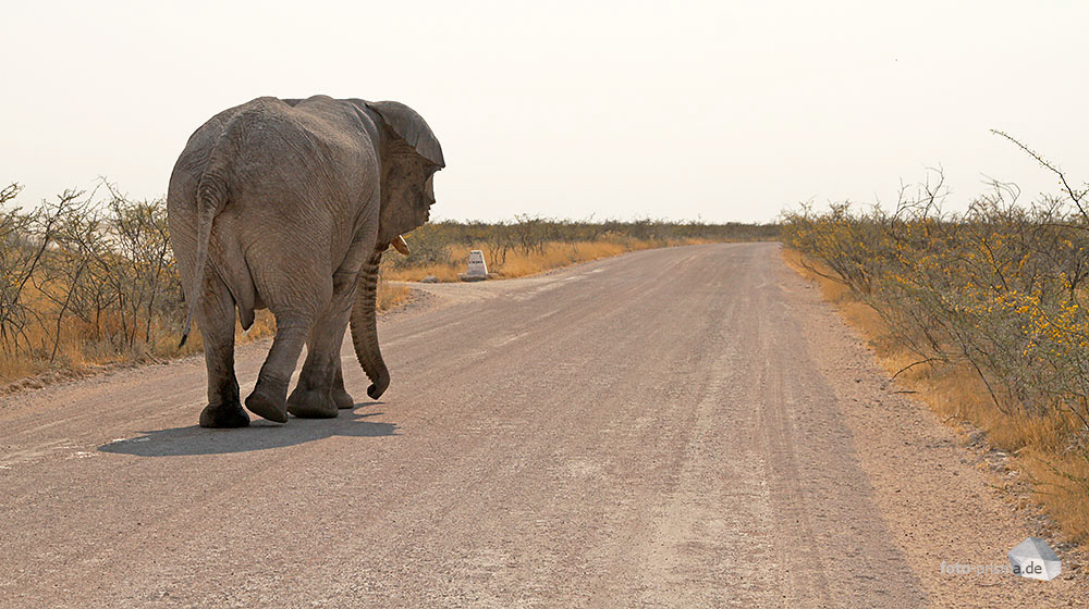 Elephant's Walk