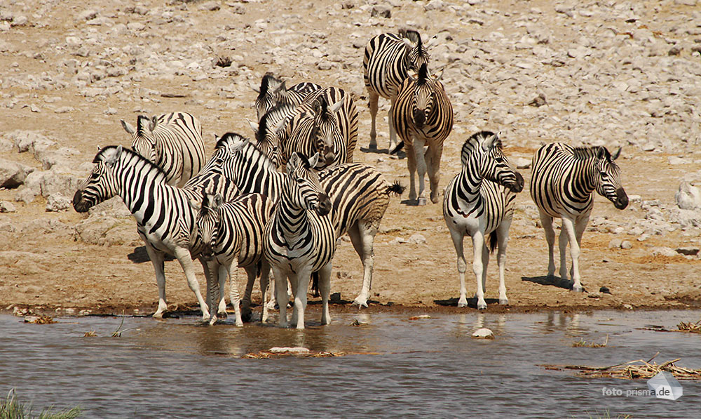 Zebragruppe am Wasserloch