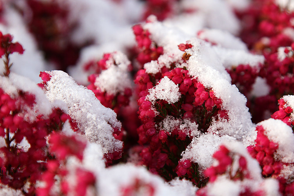Blüten im Schnee