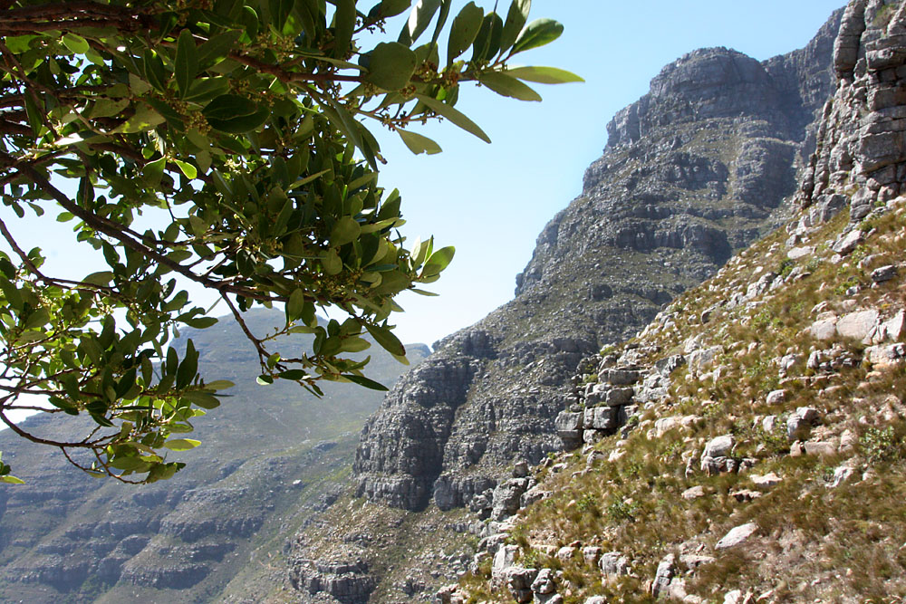 IMG 1187 - Climbing Table Mountain