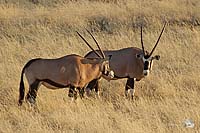 Oryx-Päarchen
