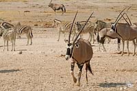 Walking Oryx