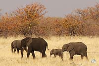 Elefantenfamilie mit Nachwuchs