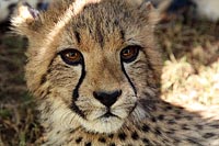 IMG 3060 - Cute Little Cheetah!